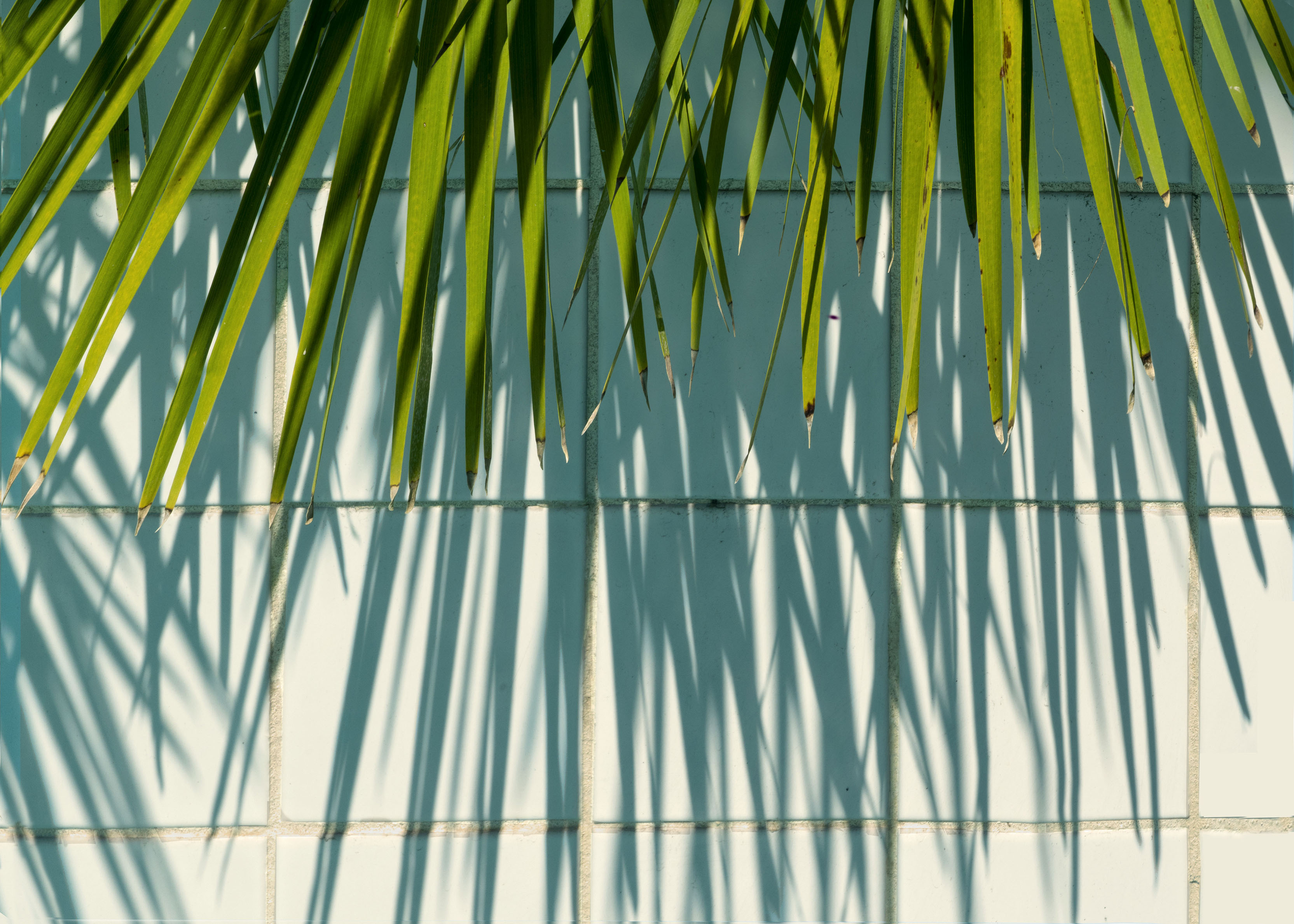 Fronds